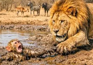 مستند حیات وحش؛ شیر گشنه بچه مبمون رو از باتلاق کشید بیرون نخورد و فقط لیس زد