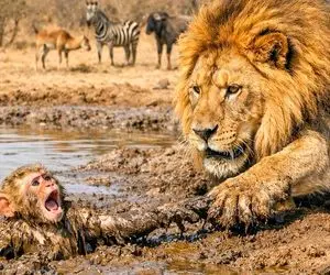 مستند حیات وحش؛ شیر گشنه بچه مبمون رو از باتلاق کشید بیرون نخورد و فقط لیس زد