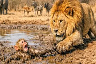 مستند حیات وحش؛ شیر گشنه بچه مبمون رو از باتلاق کشید بیرون نخورد و فقط لیس زد