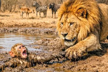 مستند حیات وحش؛ شیر گشنه بچه مبمون رو از باتلاق کشید بیرون نخورد و فقط لیس زد