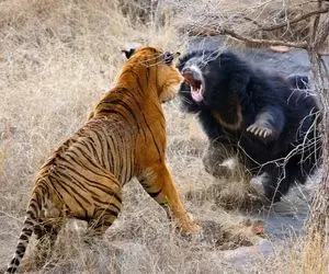 مستند حیات وحش؛ خرس ایستاد و ببر عظمتش رو به ببر نشون داد