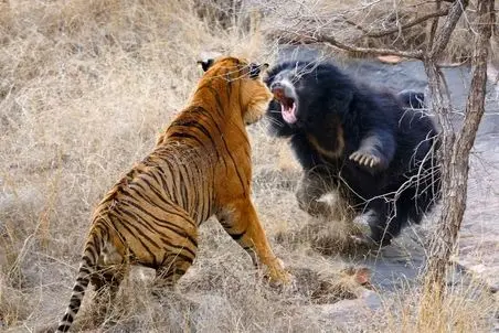 مستند حیات وحش؛ خرس ایستاد و ببر عظمتش رو به ببر نشون داد