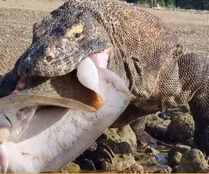 شاهکار حیات وحش؛ کومودوی کریه بعد بلع و نشخوار ماهی خوک رو نصف کرد و قورت داد