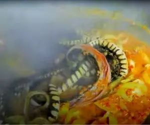 فرآوری مار؛ مار رو تفت میدن و بعد تخم هاش رو می شکونن و به جای سوسیس تخم مرغ می خورن