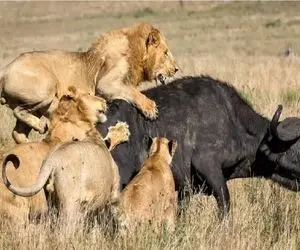 مستند حیات وحش؛ شیرها نه تنها گاو حامله رو نمخورن بلکه فراریش میدن