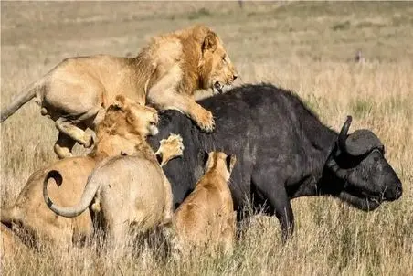 مستند حیات وحش؛ شیرها نه تنها گاو حامله رو نمخورن بلکه فراریش میدن