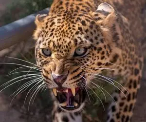 از جذابیت های حیات وحش؛ سناریو وحشیانه پلنگ درنده برای گوزن در صدمی از ثانیه لقمش کرد