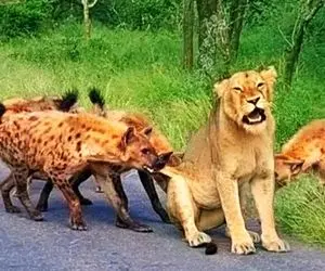 مستند حیات وحش؛ ماده شیر؛ کفتارها