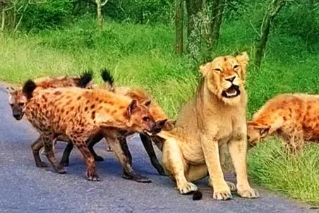 مستند حیات وحش؛ ماده شیر؛ کفتارها