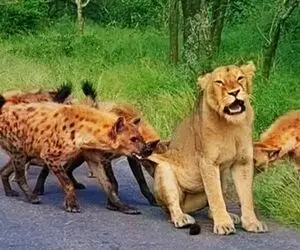 مستند حیات وحش؛ ماده شیر؛ کفتارها