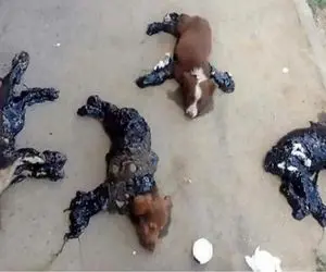 صحنه دهشتناک؛ حین آسفالت خیابون یه توله سگ افتاد تو قیر چشمش از حدقه درومد