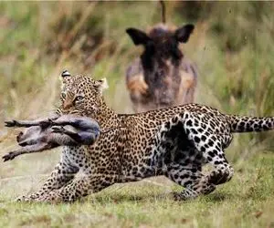 مستند حیات وحش؛ درگیری پلنگ سریع با مادر طعمه ها برای شرحه کردن توله هایشان