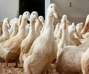 دامداری نوین؛ اردکا رو مفتی بردن بانجی جامپینگ عشق و حال