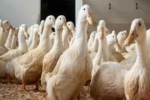 دامداری نوین؛ اردکا رو مفتی بردن بانجی جامپینگ عشق و حال