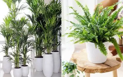 گیاهان خنک کننده خانه/ تابستان را با این گیاهان خنک‌ تر نفس سپری کن