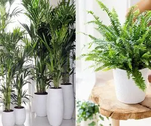 گیاهان خنک کننده خانه/ تابستان را با این گیاهان خنک‌ تر نفس سپری کن