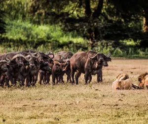 از جذابیت های حیات وحش؛ شیر فلک زده هی برمیگرده پشتش میبینه یه گله بوفالو دنبالشن