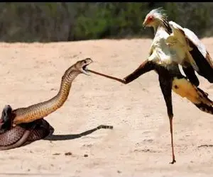 شاهکار حیات وحش؛ پرنده دراز ناز دد شلنگ تخته انداخت تا پاش رفت تو دهن مار شقی