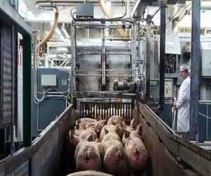 فرآوری خوک؛ خوک قلمبه حرومی از تو لجن میره کارواش جوشونده میشه برای کالباس