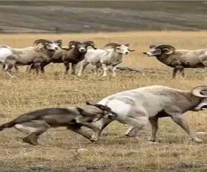 حیات وحش مصنوعی؛ گله قوچ ها برای نجات جان هم نوعشان از دندان گرگ متحد میشوند