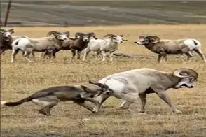 حیات وحش مصنوعی؛ گله قوچ ها برای نجات جان هم نوعشان از دندان گرگ متحد میشوند