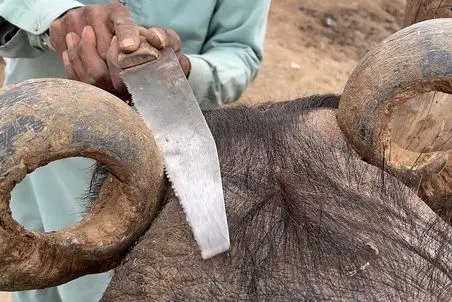 معماری طبیعت؛ با اره افتادن به جان شاخ گاومیش؛ دردش نمیاد؟