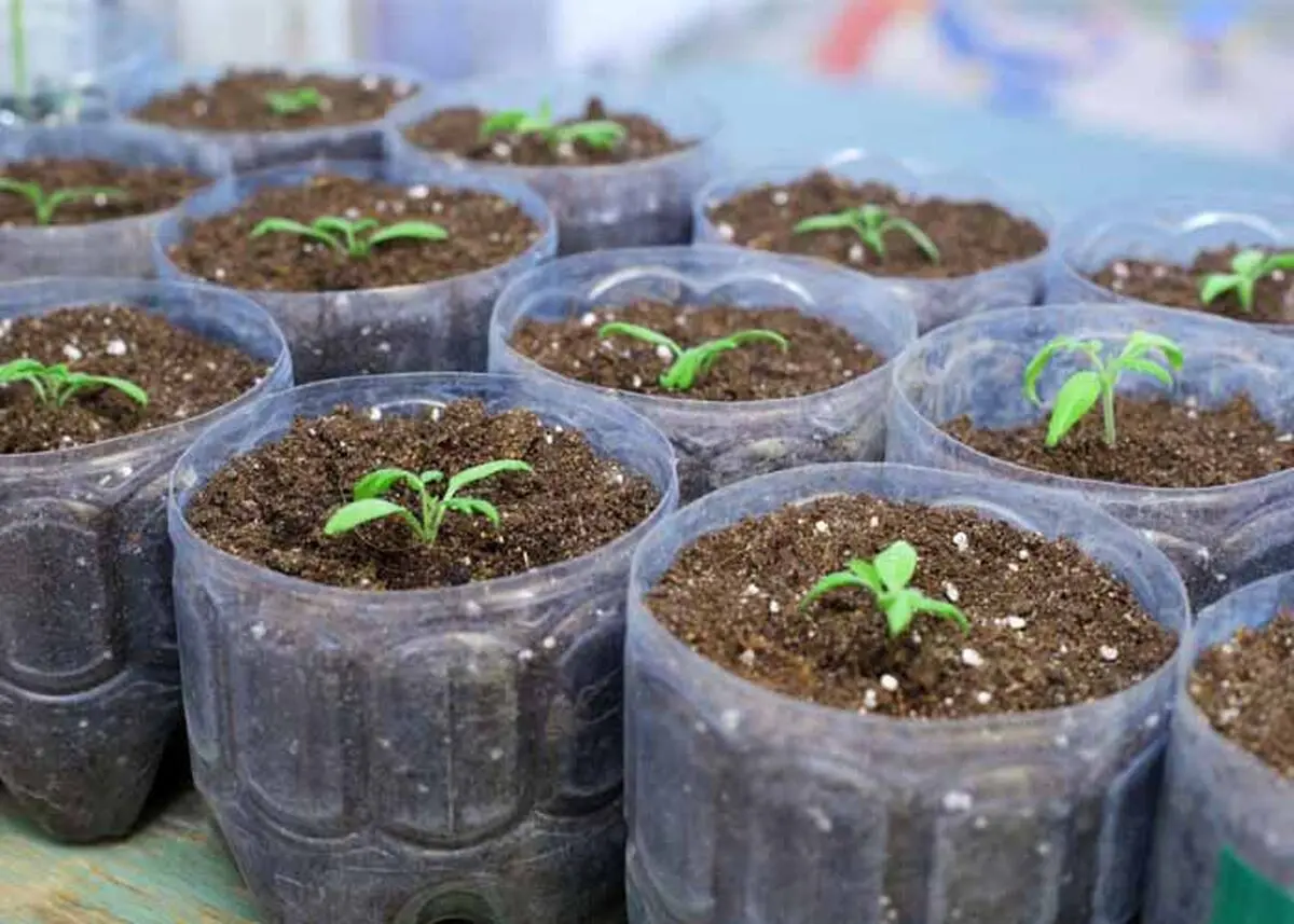 eggplant-seedlings