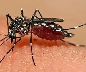 ویروس جدید چینی ۵۰۰۰ نفر را مبتلا کرد/ فعلا درمان ندارد!