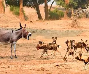 جذابیت حیات وحش؛ الاغ سفاک جای فرار ایستاد جلو کفتارها مثل کنه چسبید به دمشون