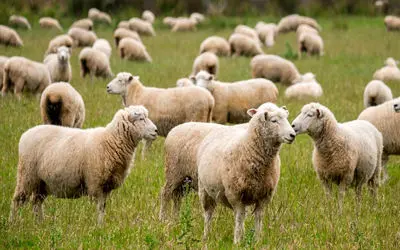 سکانس خندان/ گوسفند داره با این پسر بچه فوتبال بازی می کنه/ قشنگم بازی می کنه