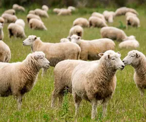 سکانس خندان/ گوسفند داره با این پسر بچه فوتبال بازی می کنه/ قشنگم بازی می کنه