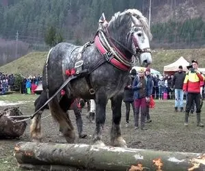 کارخانه حیوانات؛ اسب رو میفرستن باشگاه عضلانی بشه واسه حمل اجسام و کالباس شدن