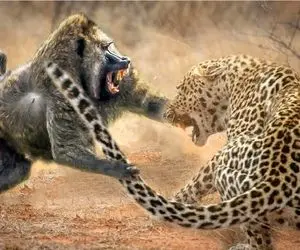 مستند حیات وحش؛ ببین بابون چیه که پلنگ درنده جلوش هیچه