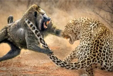 مستند حیات وحش؛ ببین بابون چیه که پلنگ درنده جلوش هیچه