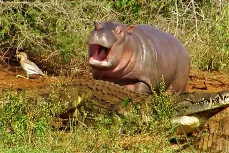 مستند حیات وحش؛ اسب های آبی مهربون کل یالدار از مهلکه کروکودیل ها نجات داد