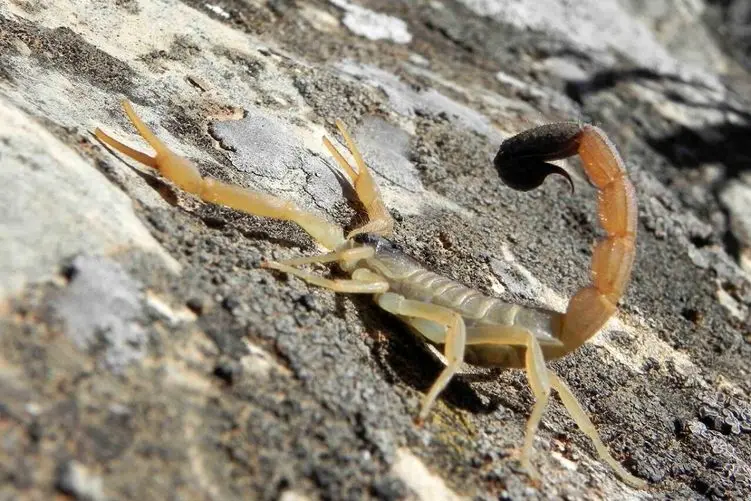 آن روی طبیعت وحشی؛ عقربها وقتی یار دلخواهشون رو پیدا می‌کنند باهاش تانگو می‌رقصن