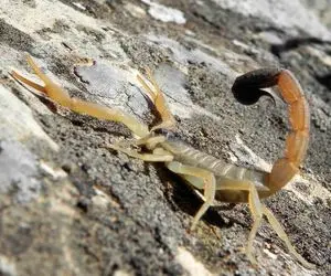 آن روی طبیعت وحشی؛ عقربها وقتی یار دلخواهشون رو پیدا می‌کنند باهاش تانگو می‌رقصن