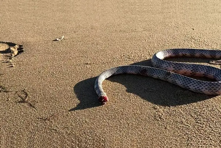 راز بقا؛ جانورانی که بدون سر هم زنده میمونن! اگه طاقت دیدن حیوون سرکنده رو نداری نبین