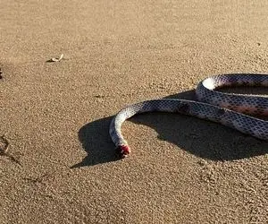 راز بقا؛ جانورانی که بدون سر هم زنده میمونن! اگه طاقت دیدن حیوون سرکنده رو نداری نبین