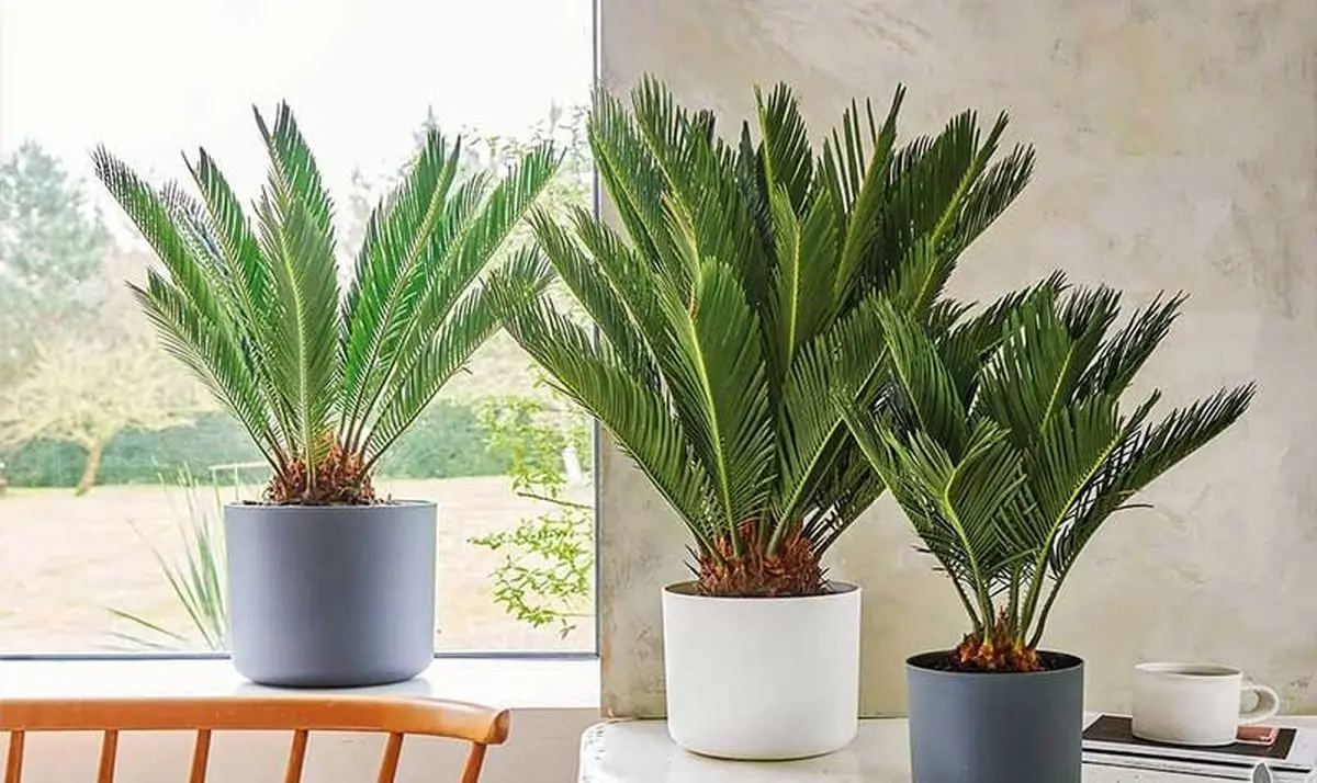 گیاهان آپارتمانی درختچه ای