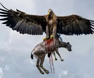 مستند حیات وحش؛ بز کوهی و جاذبه تا وقتی رفیقن که پای عقاب درمیون نباشه