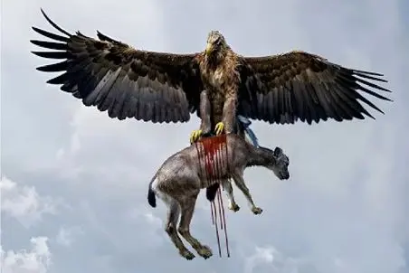 مستند حیات وحش؛ بز کوهی و جاذبه تا وقتی رفیقن که پای عقاب درمیون نباشه