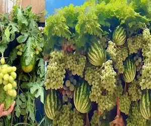 کشاورزی نوین؛ انگور رو روی هندوانه پیوند زدن هندونه ای دراومد که خوشه انگور آویزونش