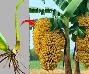 کشاورزی نوین؛ موقع کاشت موز تو خاکش نوشابه ریختن حالا هر خوشش بالای 100 تا موز داده