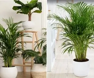 با درختچه های آپارتمانی طراوت و زیبایی رو به خونه بیار / معرفی و شرایط نگهداری