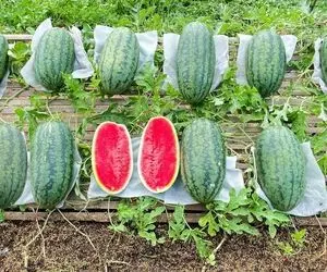 ایده های خلاقانه؛ هندوانه رو این شکلی بکار هم درشت میشه هم حسابی شیرین و قرمز