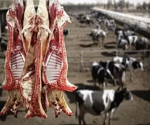 قیمت دام زنده امروز ۲۲ تیر ۱۴۰۵ + جدول