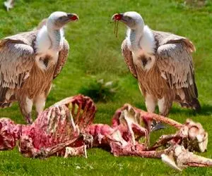 بدایع حیات وحش؛ کرکس لاشخور گوشت مرد زخمی و با منقار تناول و استخونشو تف کردن