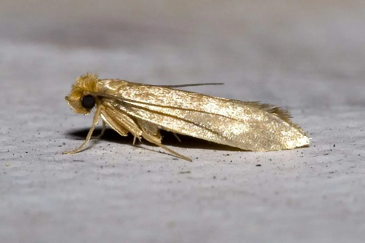 Tineola.bisselliella.7218-1024x683