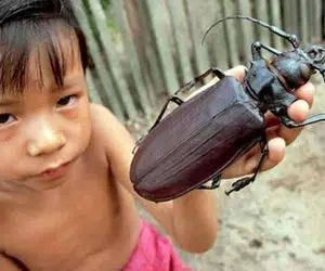 رازبقا؛ حشره غول پیکر از گربه بزرگ تر